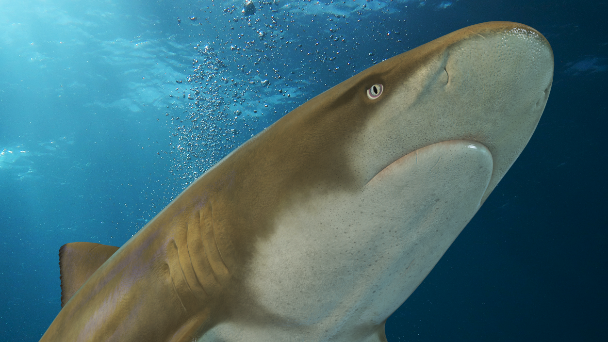 Sharptooth Lemon Shark 3D