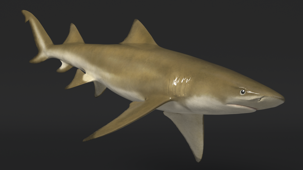 Sharptooth Lemon Shark 3D