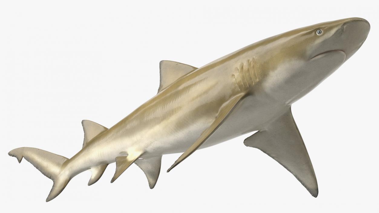 Sharptooth Lemon Shark 3D