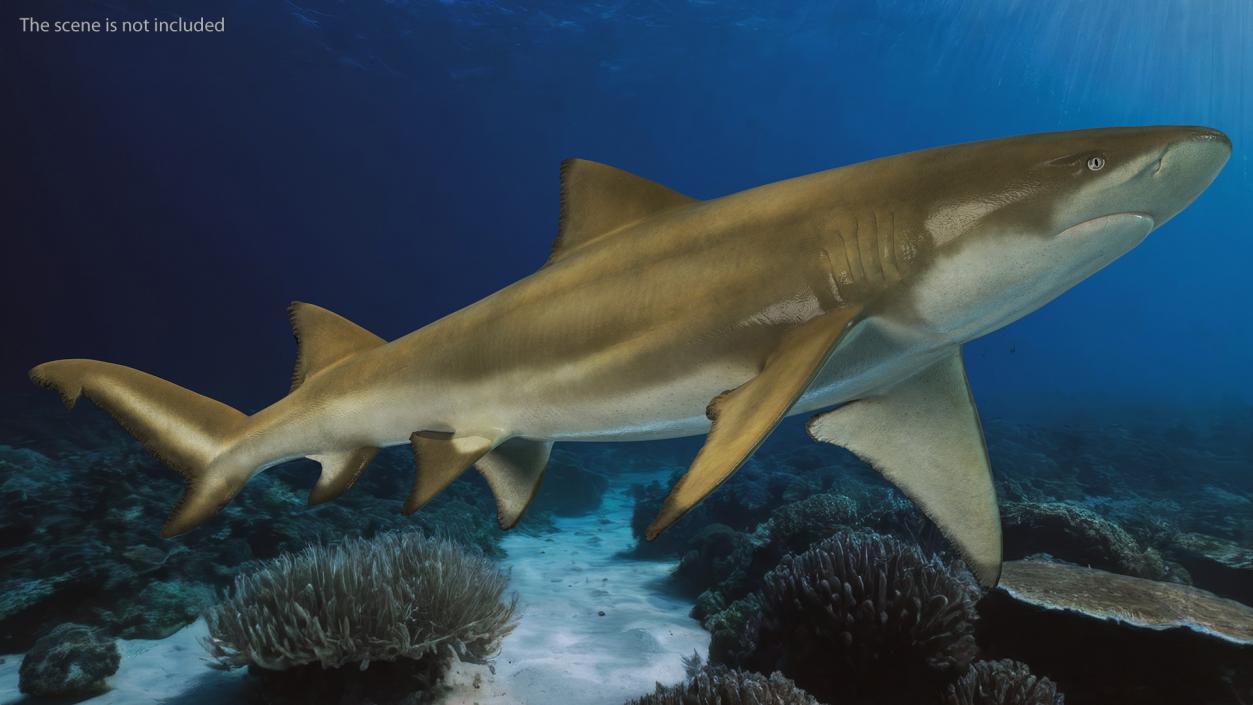 Sharptooth Lemon Shark 3D