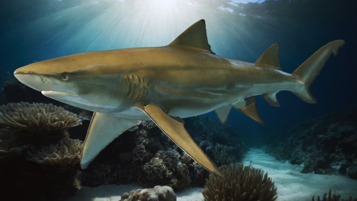 Sharptooth Lemon Shark 3D