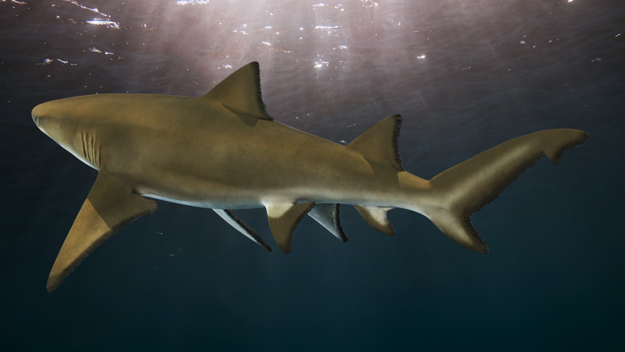 Sharptooth Lemon Shark 3D