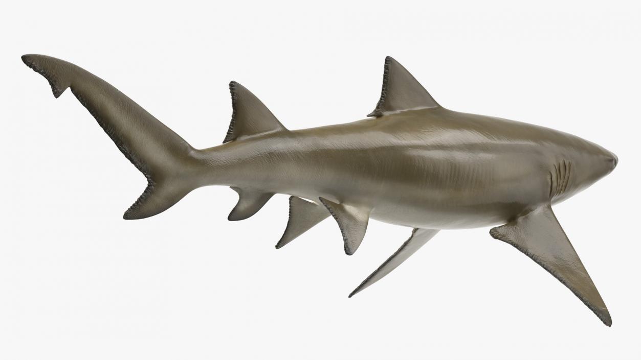 Sharptooth Lemon Shark 3D