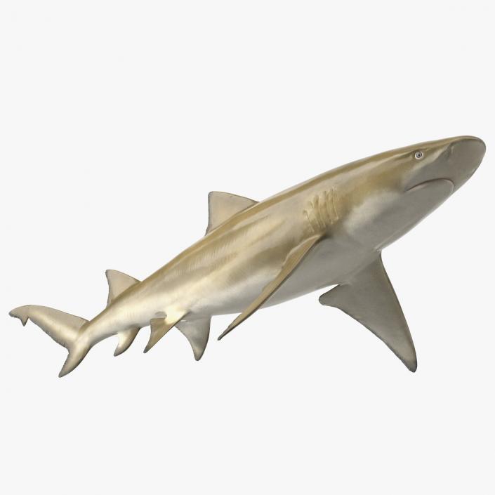 Sharptooth Lemon Shark 3D