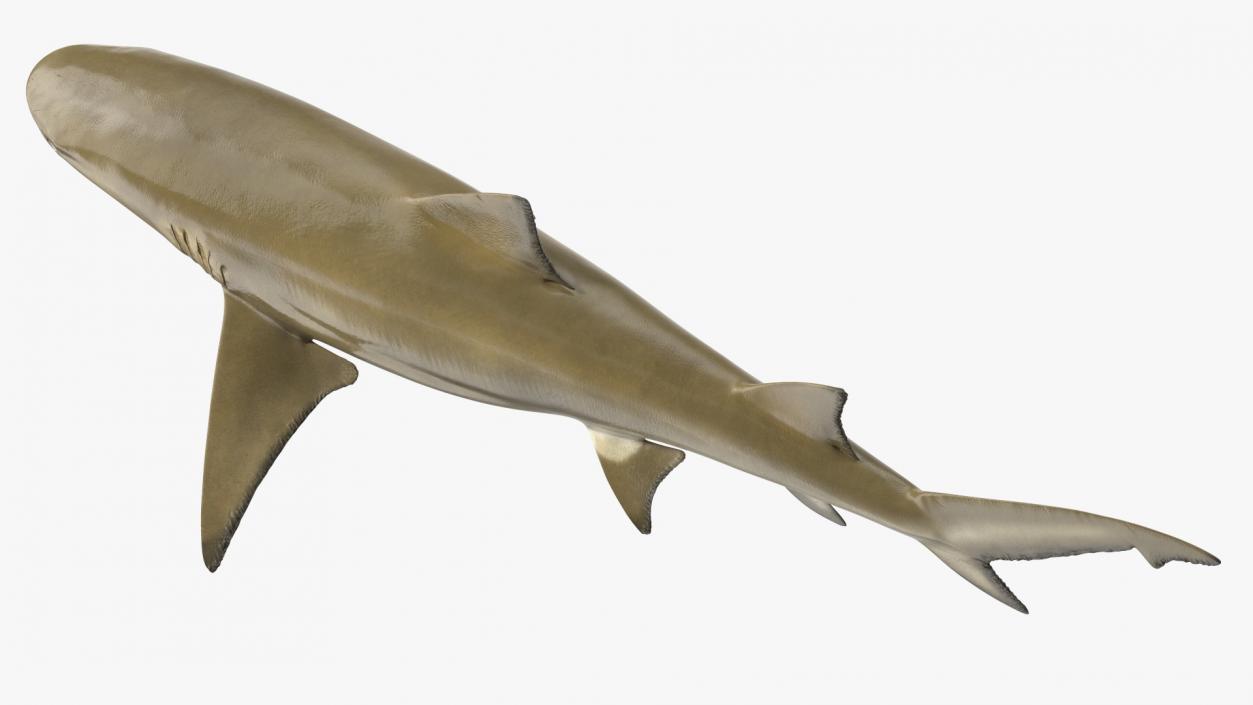 Sharptooth Lemon Shark 3D