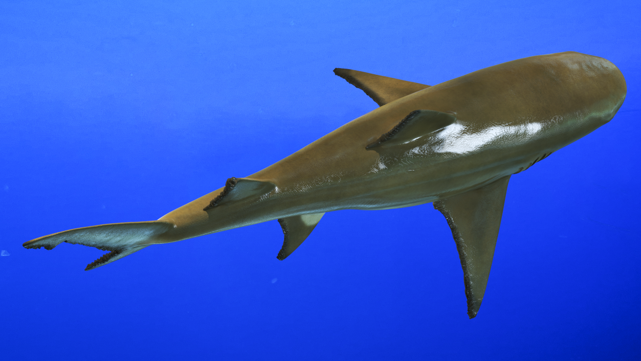 Sharptooth Lemon Shark 3D