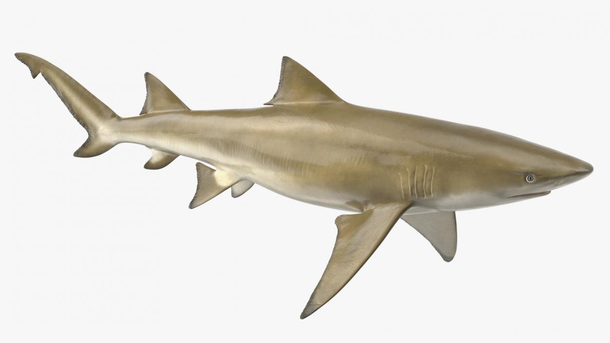 Sharptooth Lemon Shark 3D