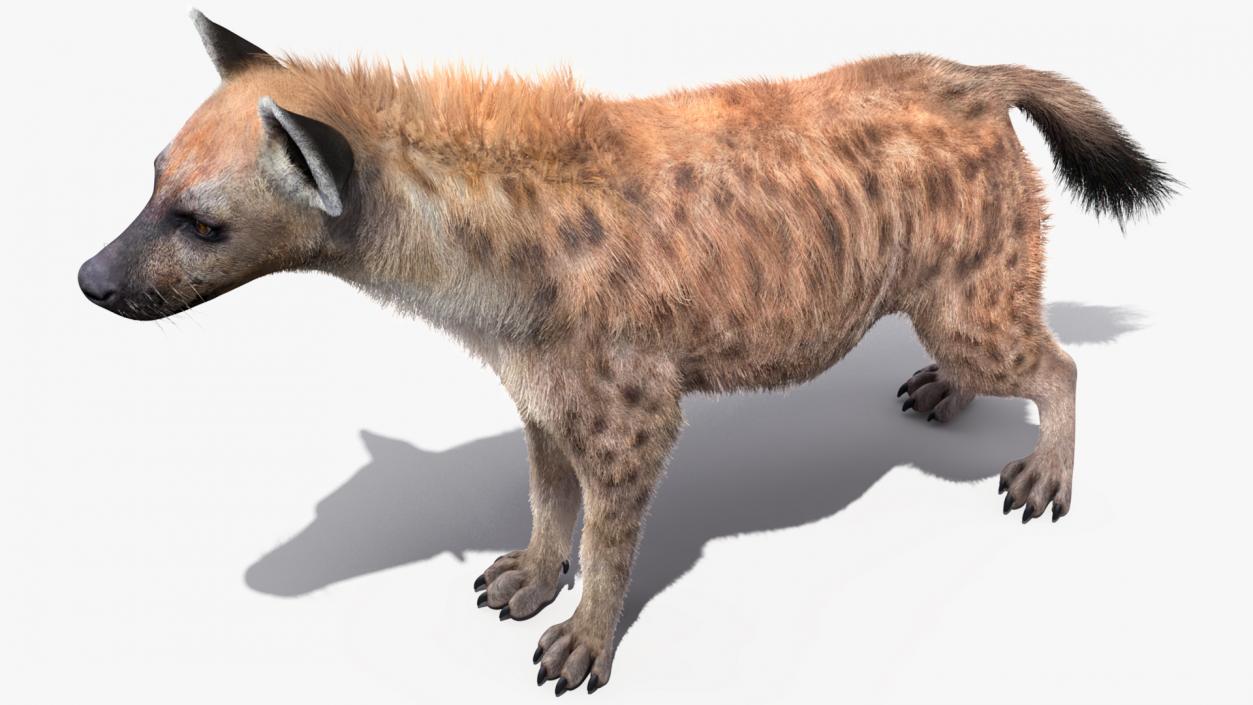 Hyena Neutral Pose Fur 3D