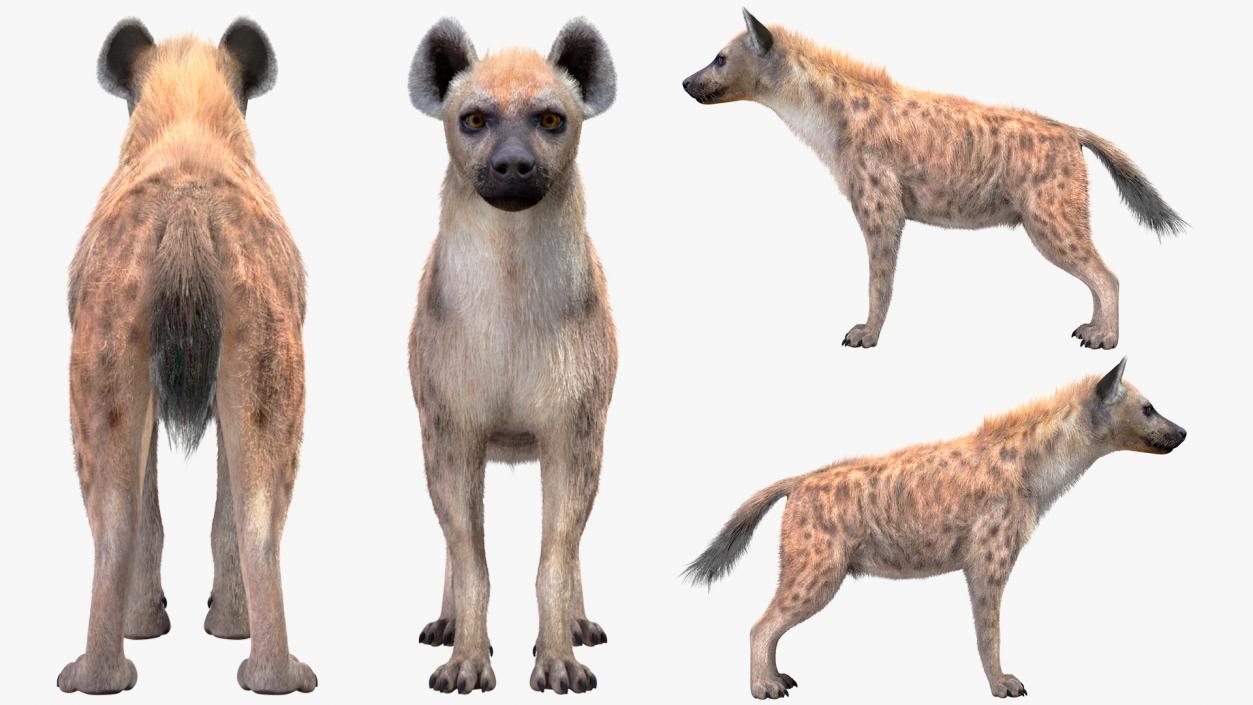 Hyena Neutral Pose Fur 3D