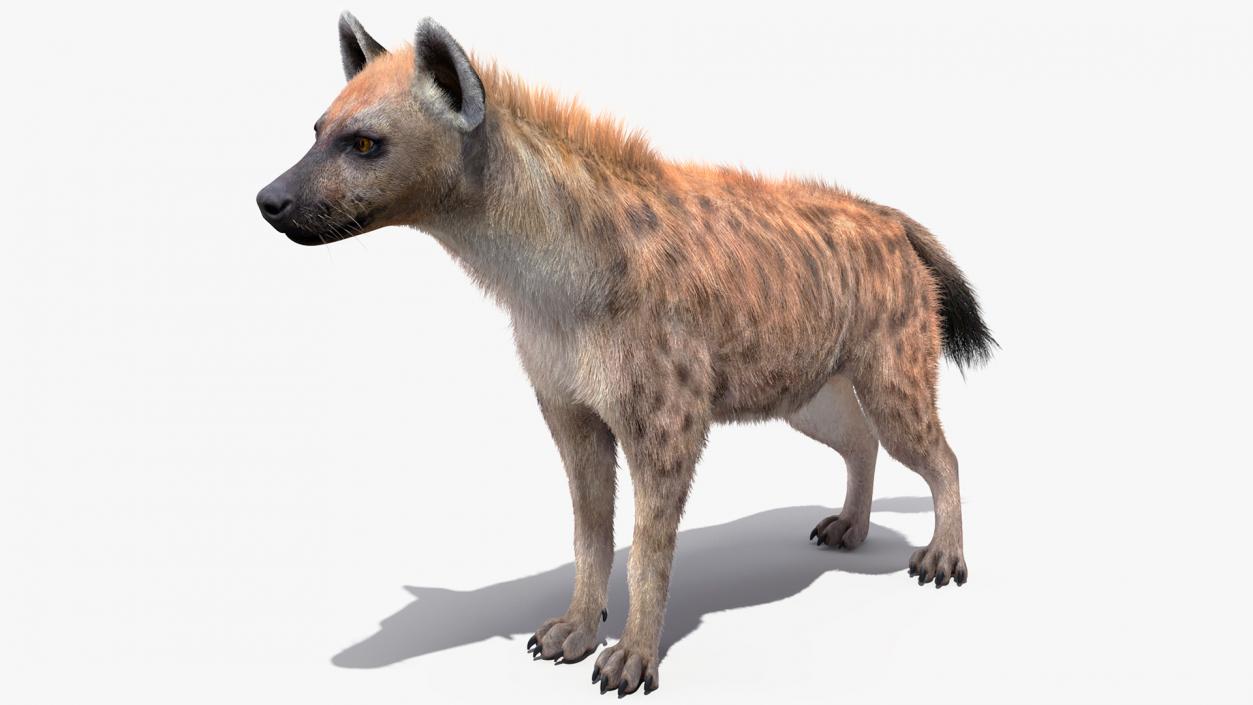 Hyena Neutral Pose Fur 3D