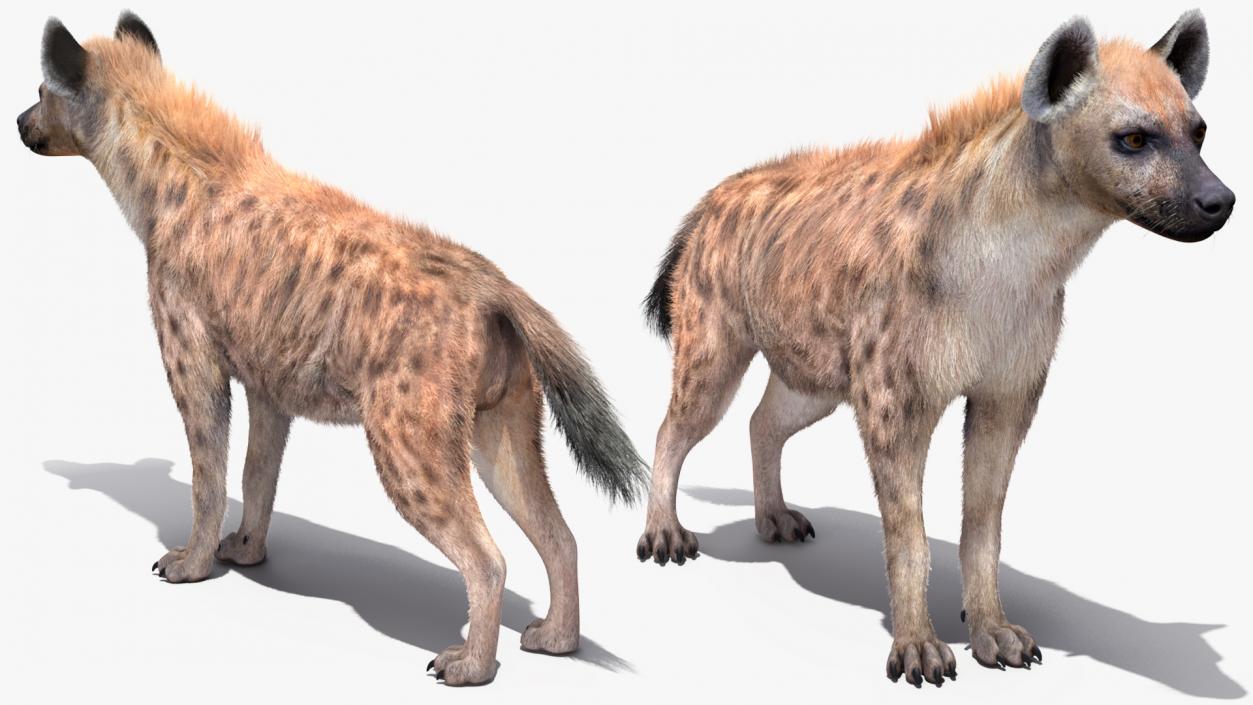 Hyena Neutral Pose Fur 3D