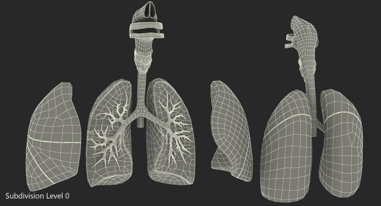 3D Human Respiratory System Anatomical Model