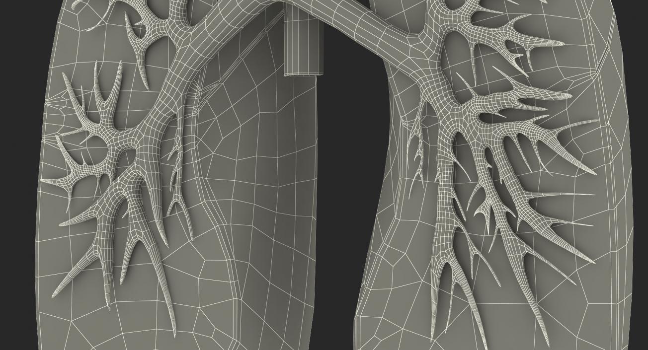 3D Human Respiratory System Anatomical Model