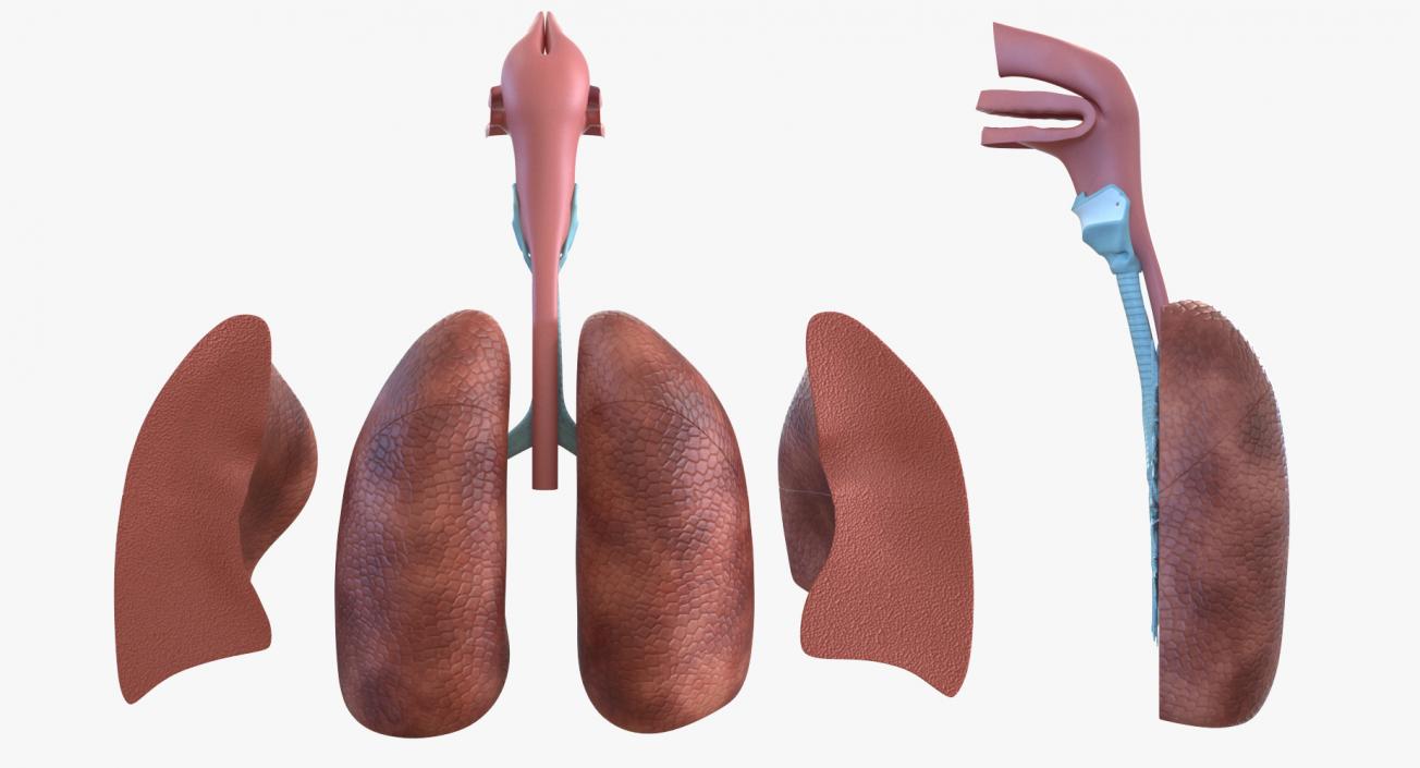 3D Human Respiratory System Anatomical Model