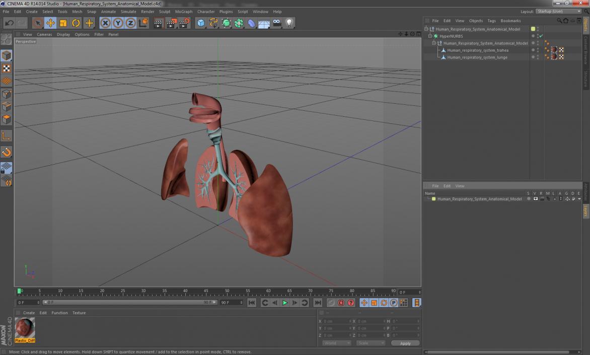 3D Human Respiratory System Anatomical Model