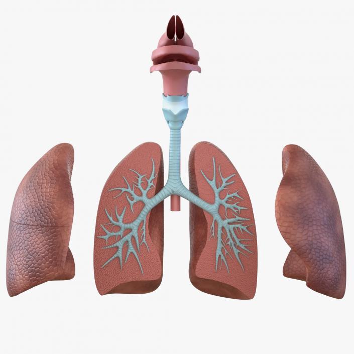 3D Human Respiratory System Anatomical Model