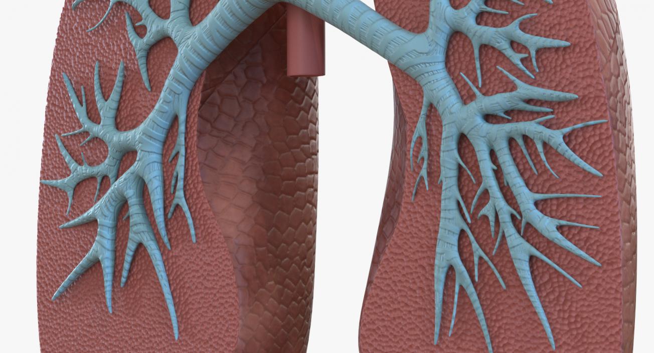 3D Human Respiratory System Anatomical Model