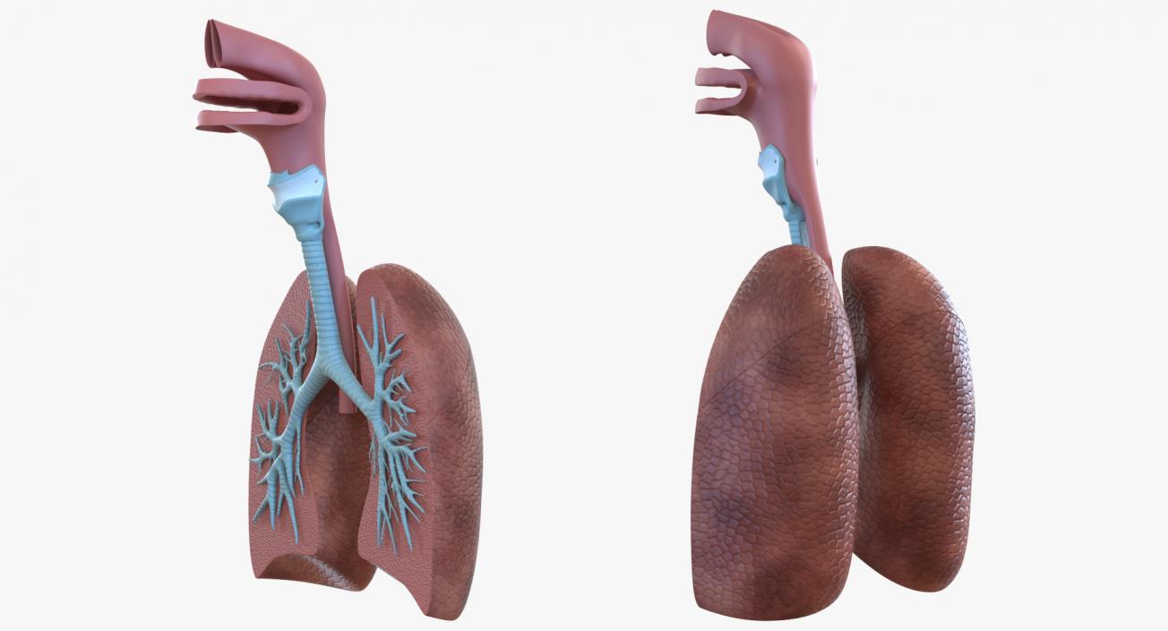 3D Human Respiratory System Anatomical Model