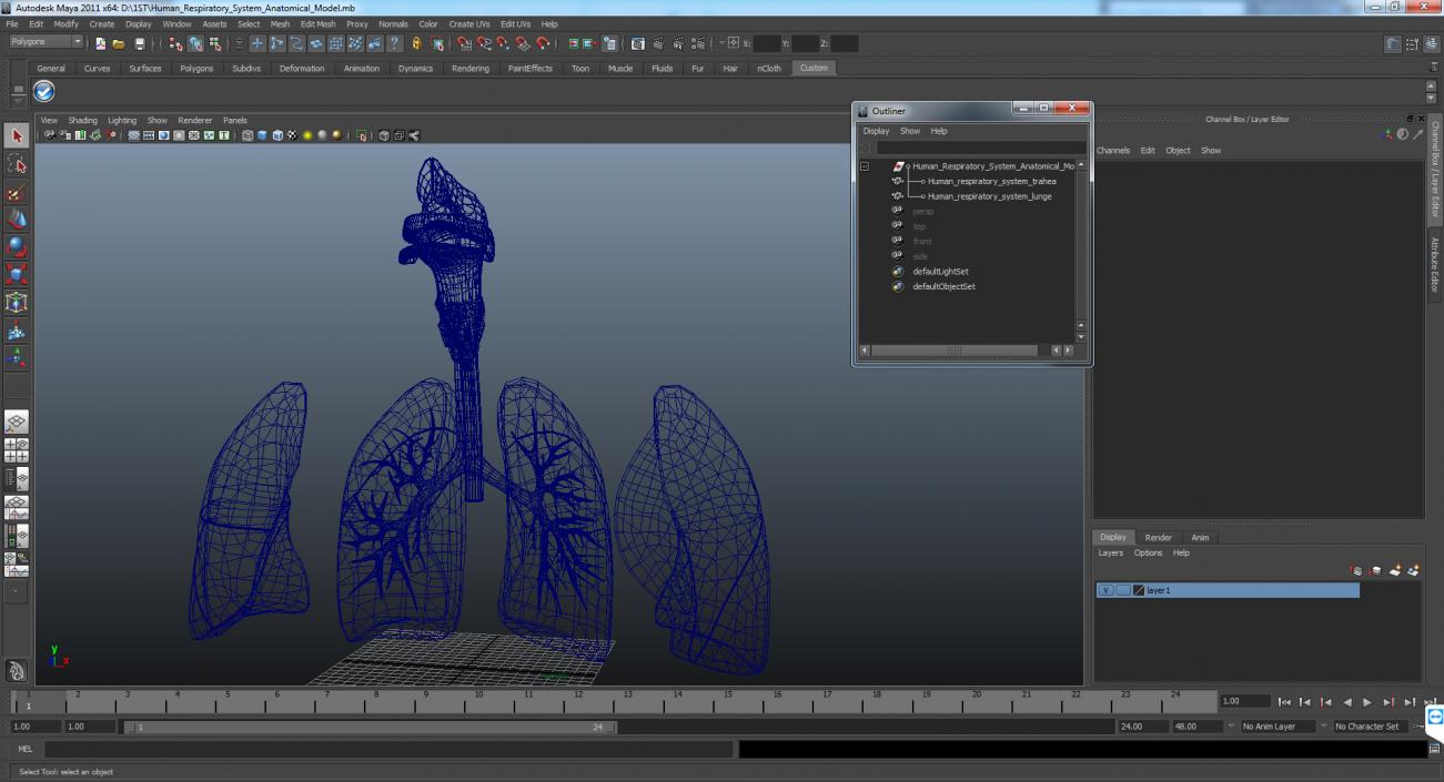 3D Human Respiratory System Anatomical Model