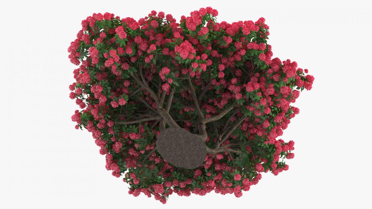 3D Rhododendron Red Tree