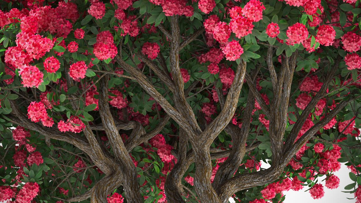 3D Rhododendron Red Tree