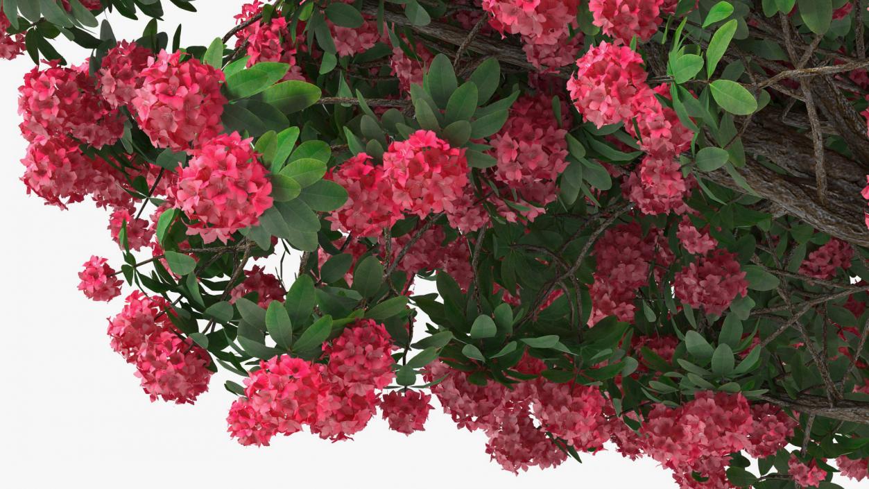 3D Rhododendron Red Tree