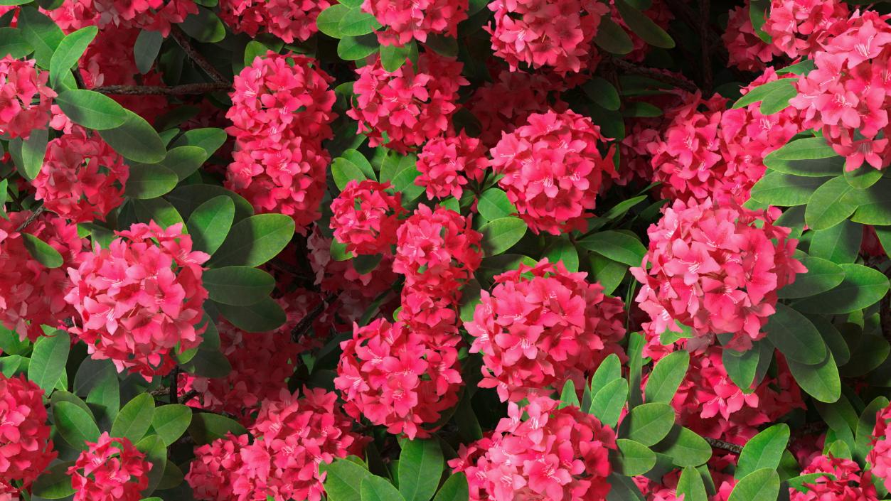 3D Rhododendron Red Tree