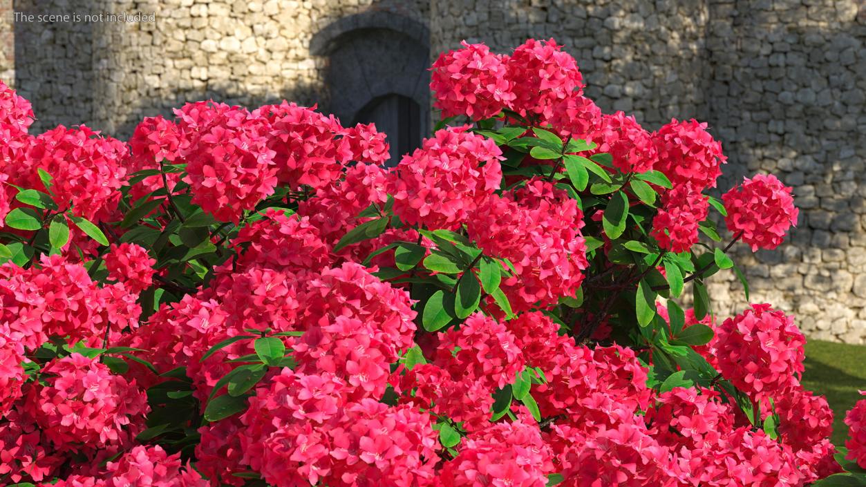 3D Rhododendron Red Tree