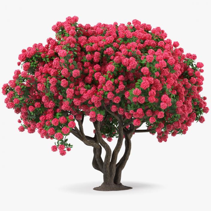 3D Rhododendron Red Tree