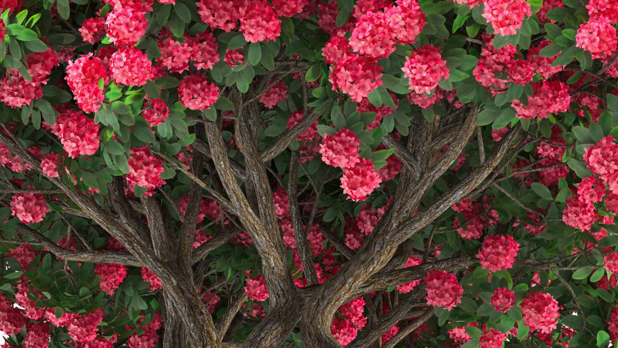 3D Rhododendron Red Tree