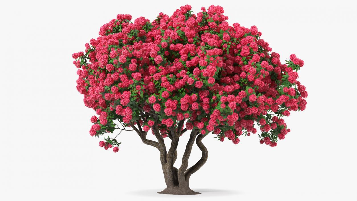 3D Rhododendron Red Tree