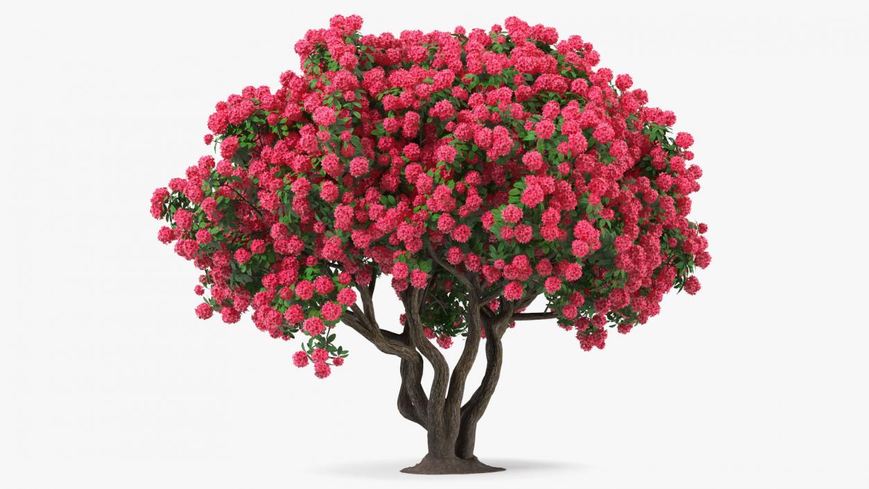 3D Rhododendron Red Tree