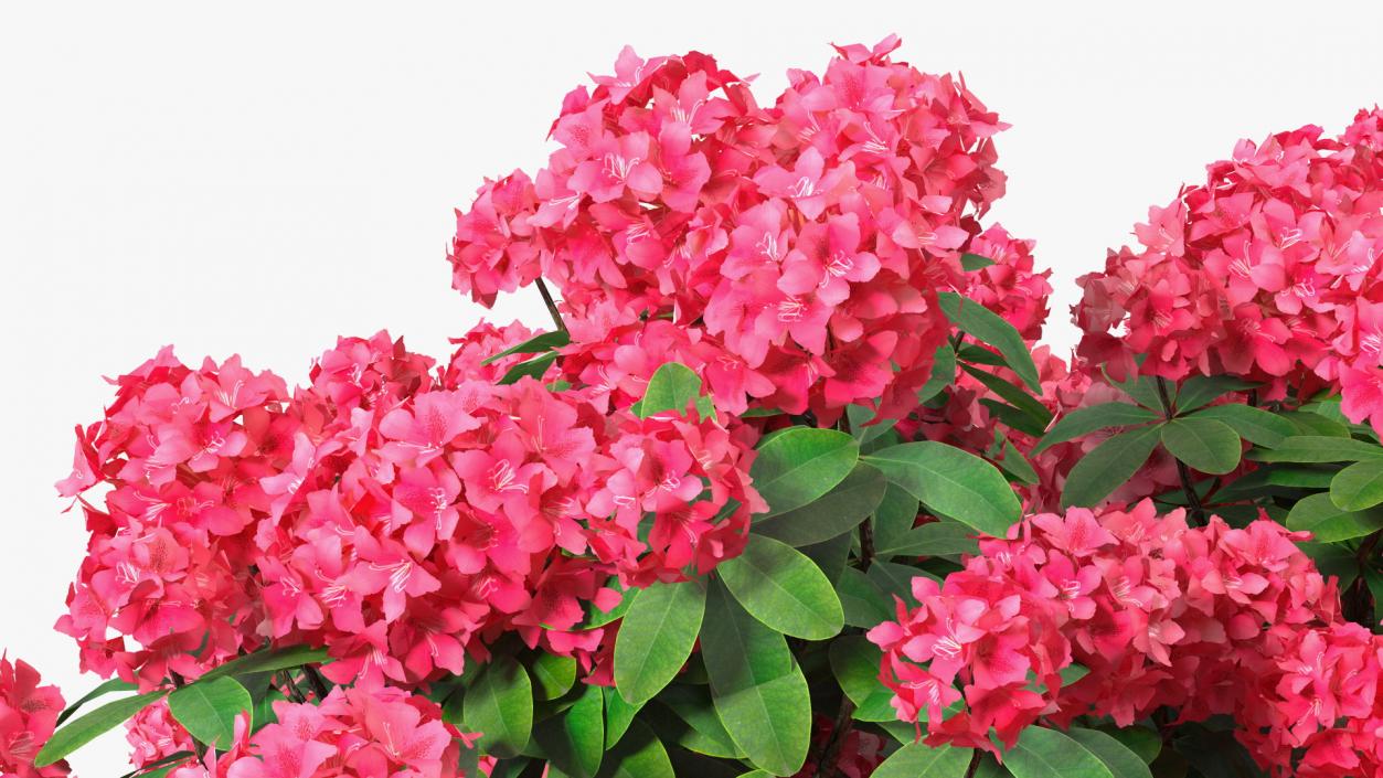 3D Rhododendron Red Tree