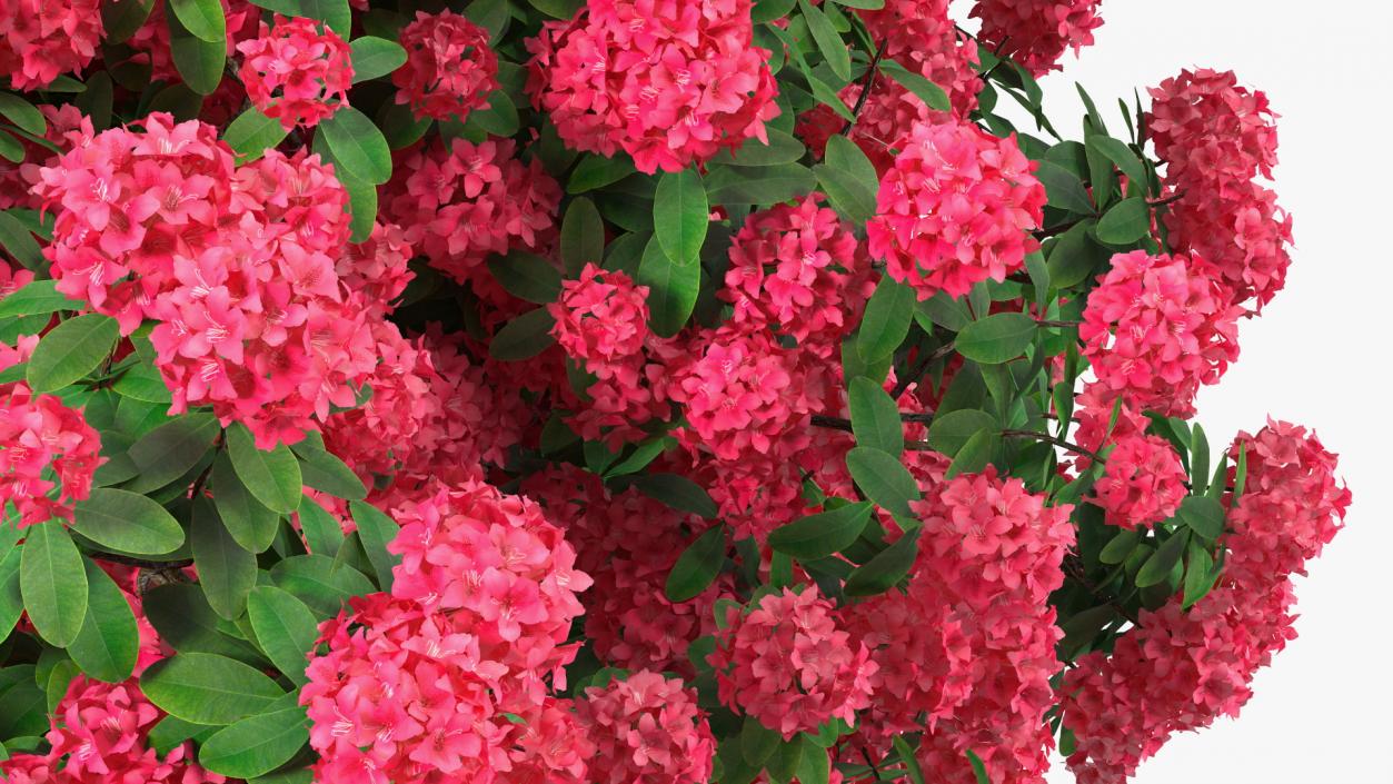 3D Rhododendron Red Tree