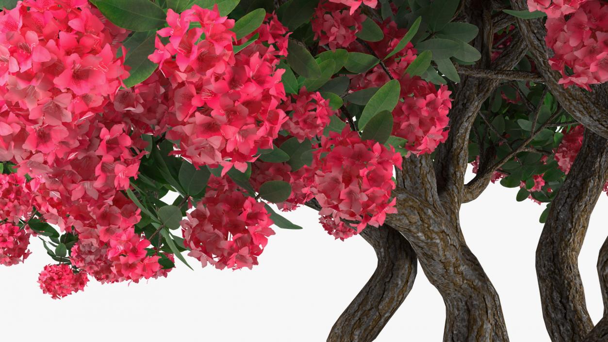 3D Rhododendron Red Tree