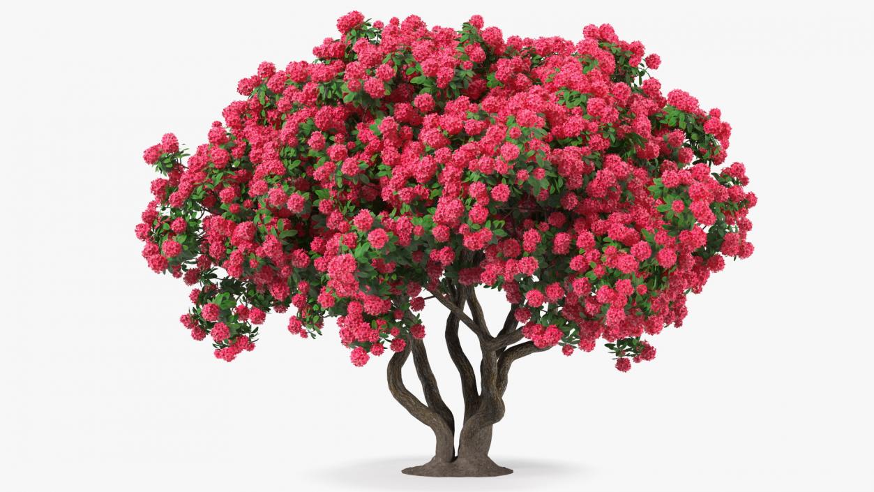 3D Rhododendron Red Tree