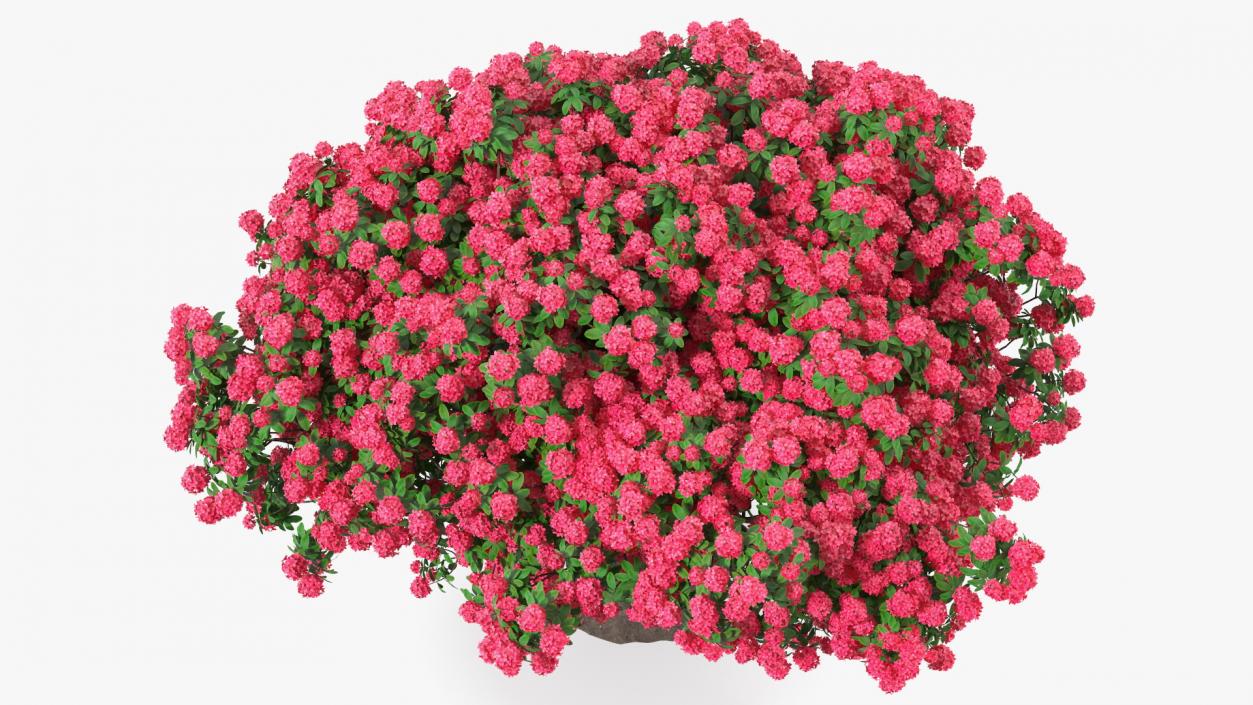 3D Rhododendron Red Tree