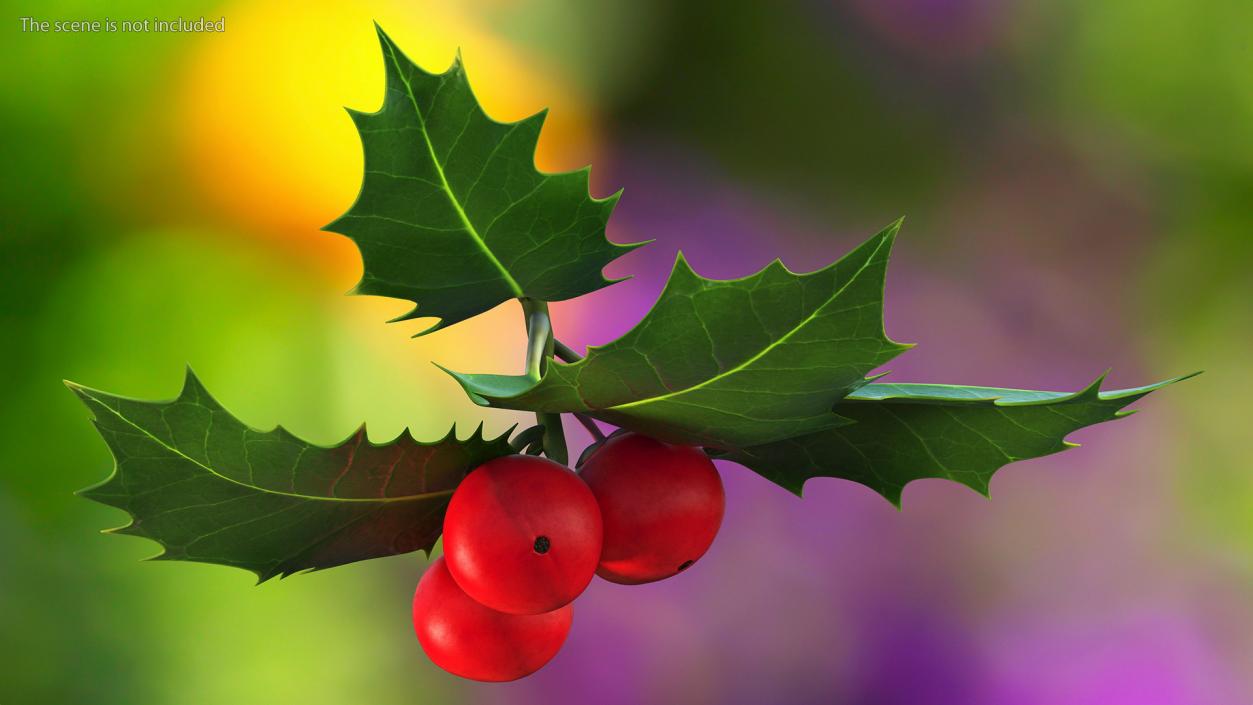 Isolated Holly Berry With Leaves 3D