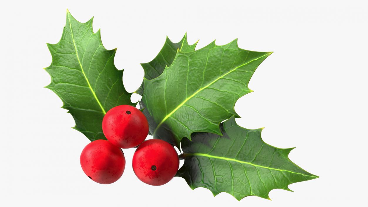 Isolated Holly Berry With Leaves 3D