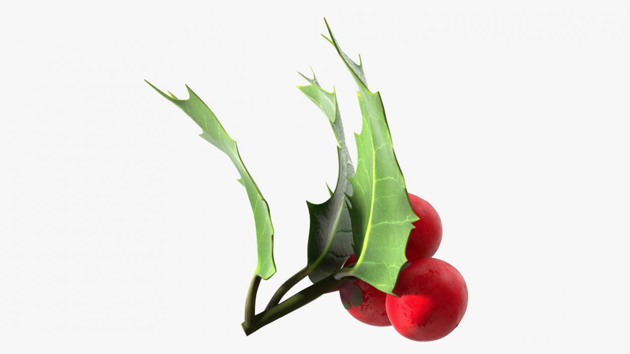 Isolated Holly Berry With Leaves 3D