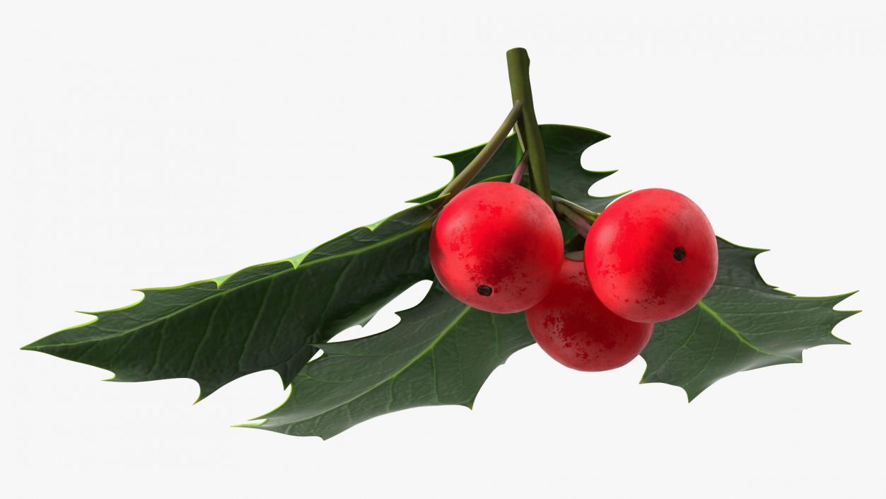 Isolated Holly Berry With Leaves 3D