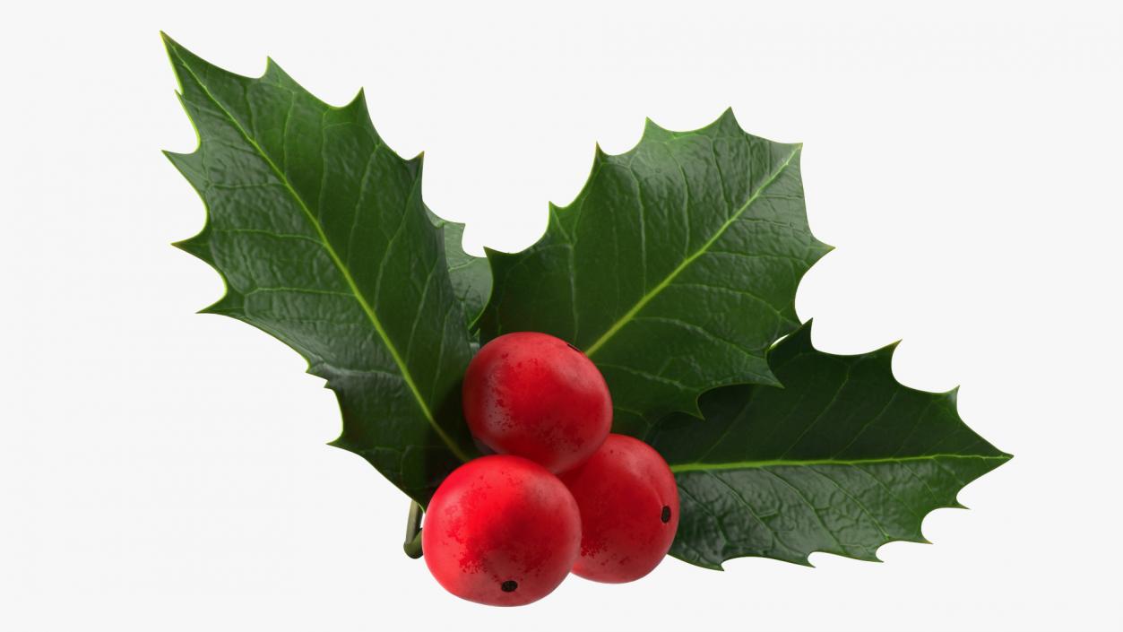 Isolated Holly Berry With Leaves 3D