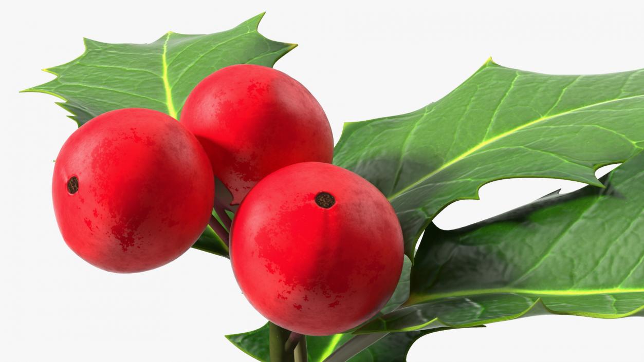 Isolated Holly Berry With Leaves 3D