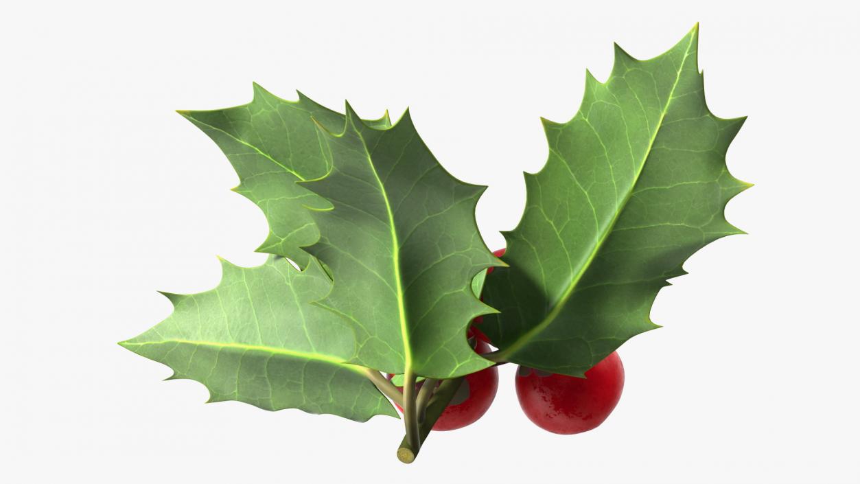 Isolated Holly Berry With Leaves 3D