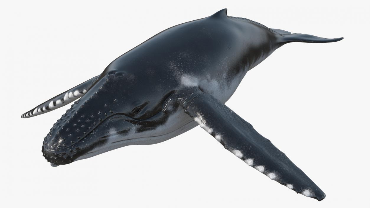 Realistic Humpback Whale 3D model