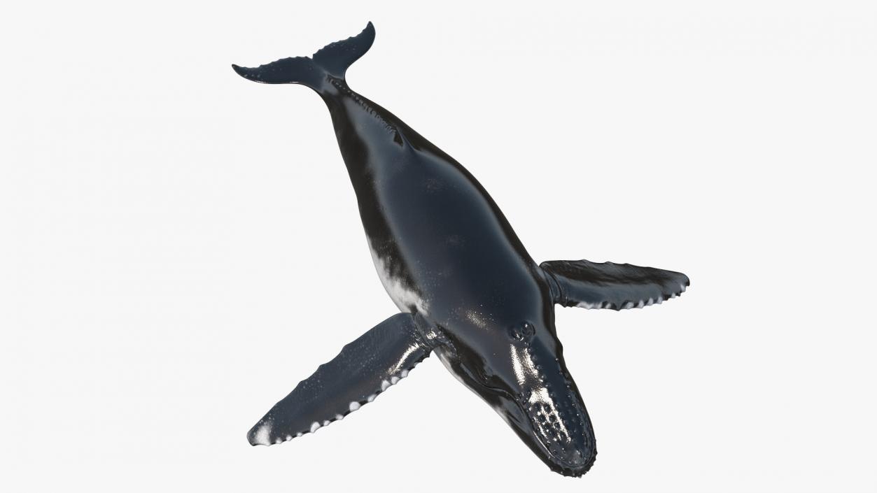 Realistic Humpback Whale 3D model