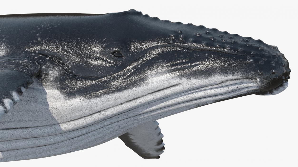 Realistic Humpback Whale 3D model