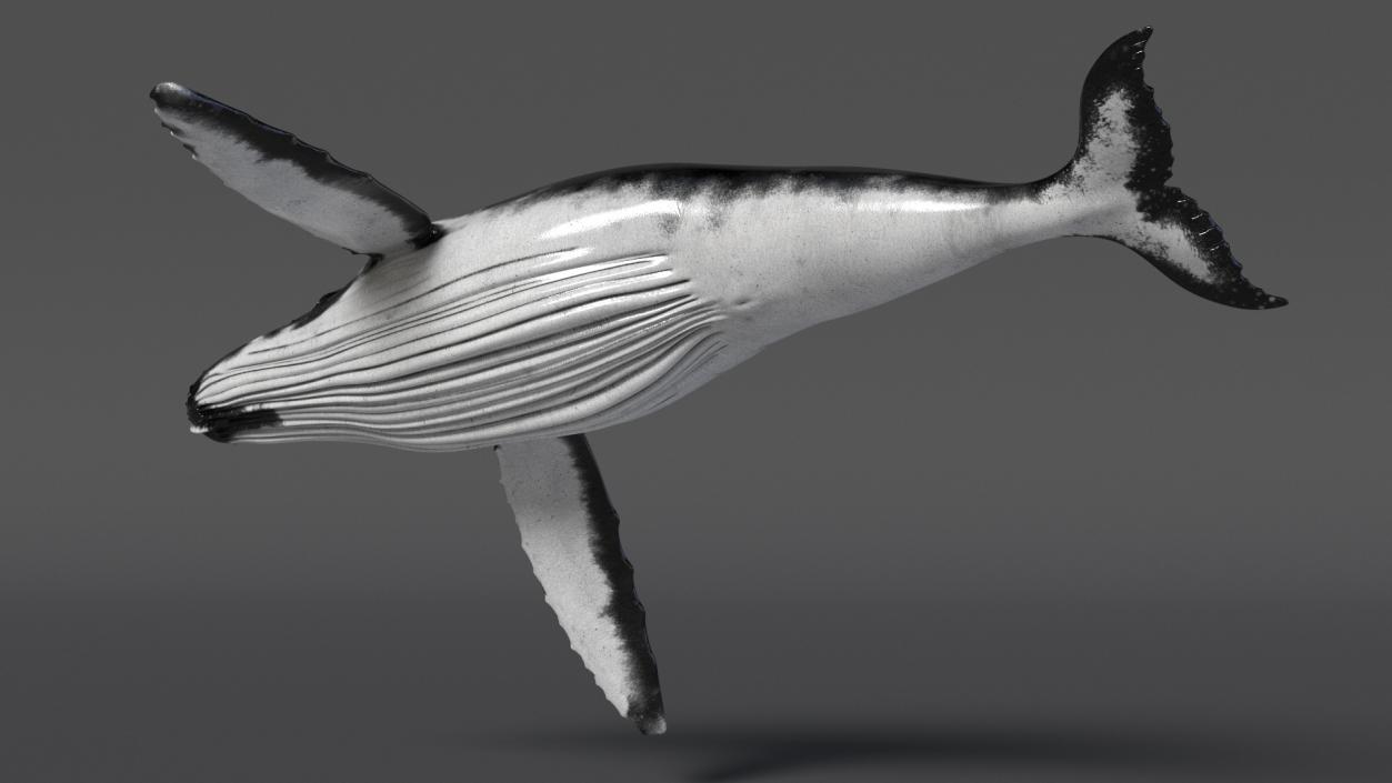 Realistic Humpback Whale 3D model