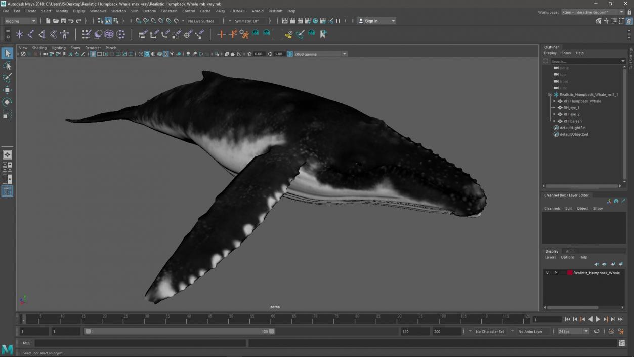 Realistic Humpback Whale 3D model