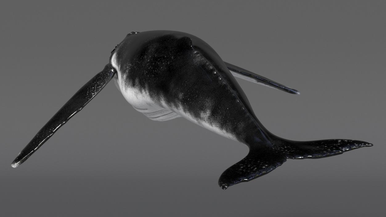 Realistic Humpback Whale 3D model